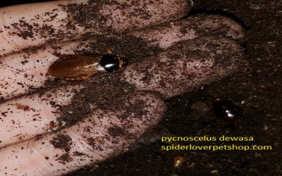 Pycnoscelus roach / kecoak